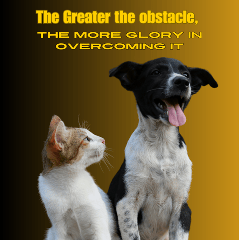 inspirational quote with a cat and dog