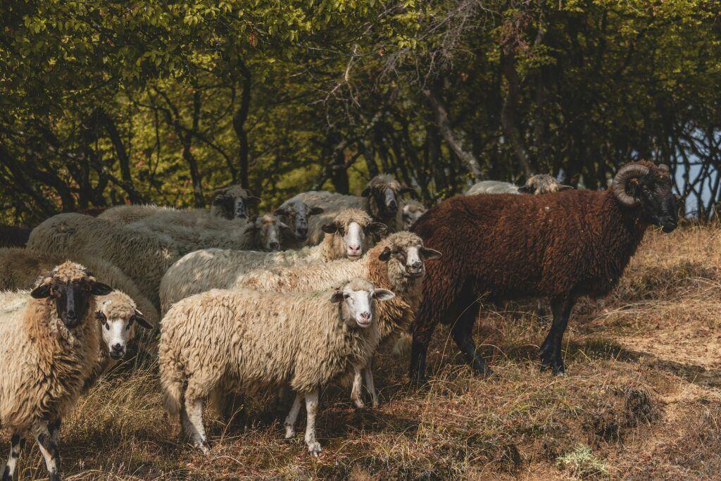 image of many sheep seemingly following a ram, which is another term for a male sheep. This illustrates the importance of confidence in leadership.
