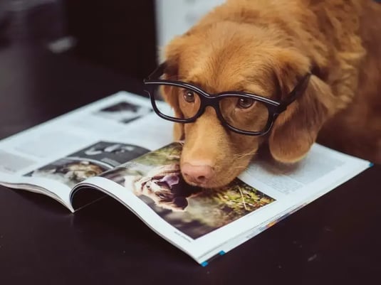Dog wearing glasses laying on magazine