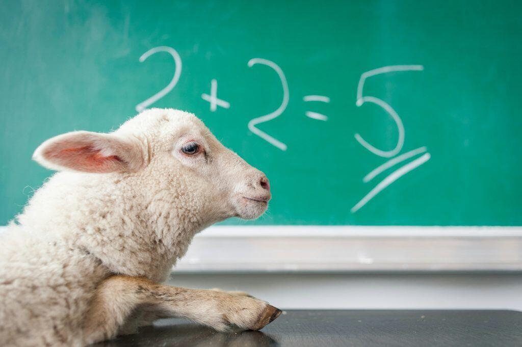 an animal incorrectly solving a math problem