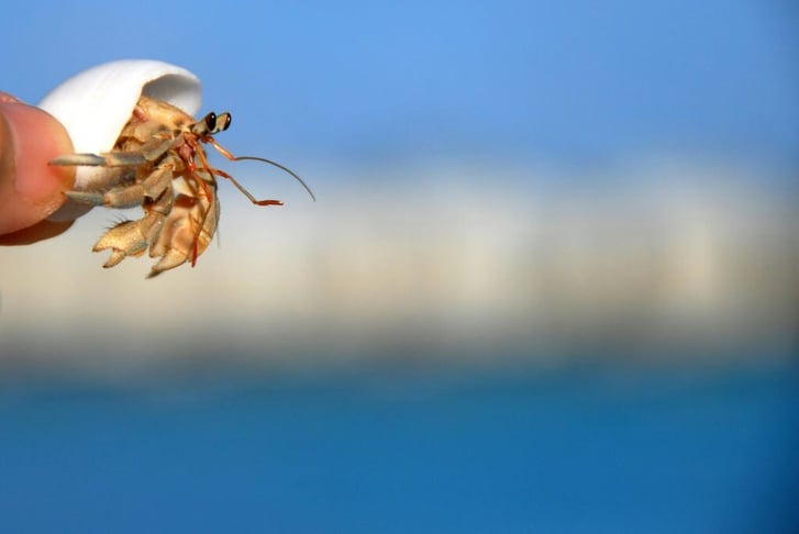Close-up of a hermit crab in a seashell against a blurred blue background.