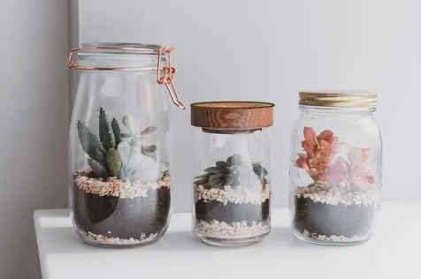 Mason jar terrarium