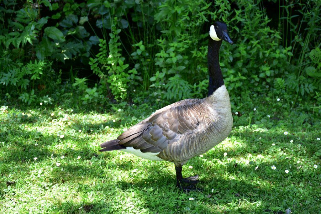 behavior based employee recognition awards -- don't be a goose!