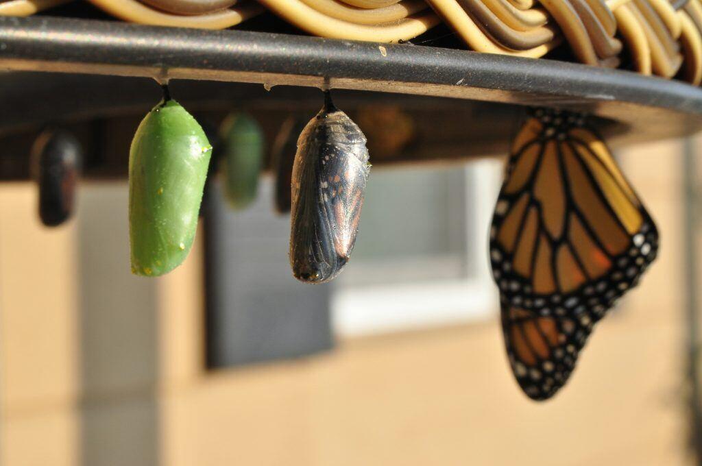 image of butterflies emerging from their chrysalides, depicting professional growth goals