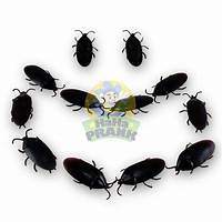 55 Funny gift ideas that will have you rolling on the floor 27 12 Fake Cockroaches - Realistic Rubber Cockroach Prank Gag Joke | eBay