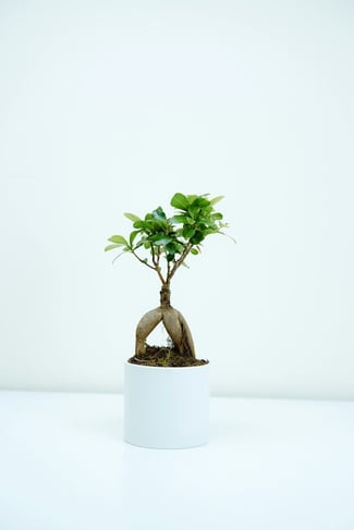 small desk plant as a present for employees