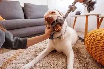 Woman playing with her dog at home using rope